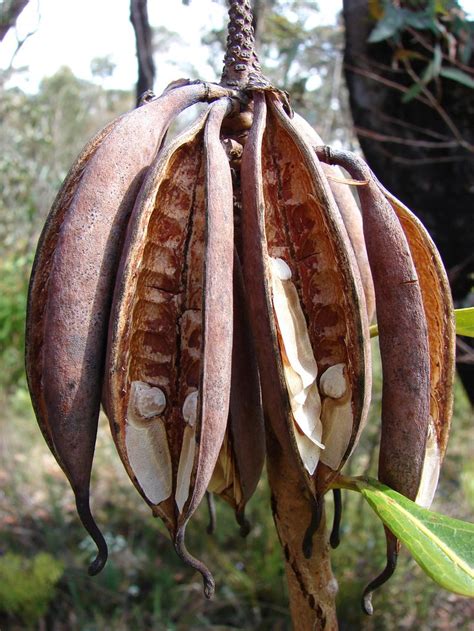 seed pods images  pinterest seed pods vanilla  botany