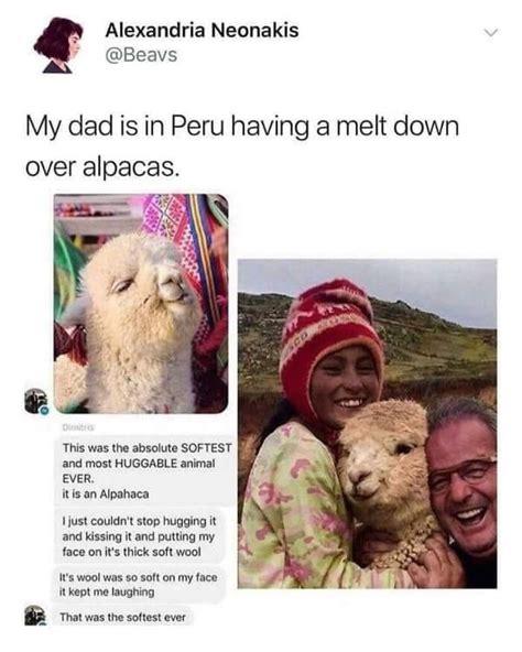 alpaca hug pics