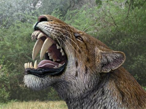 complete skull  saber toothed cat discovered  schoeningen  archaeology news network