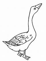 Goose Coloring Pages Angry Clipart Baby Netart Geese Flying Animals Glass Stained Library Choose Board Popular Results sketch template
