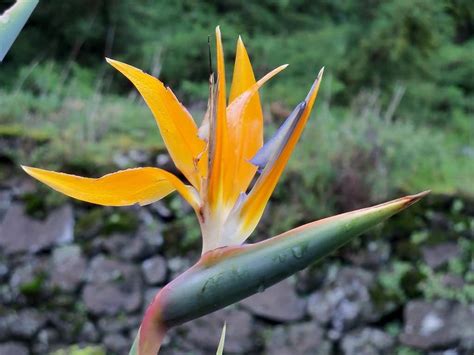 Stunning Orange Bird Of Paradise Flower Plant With Green