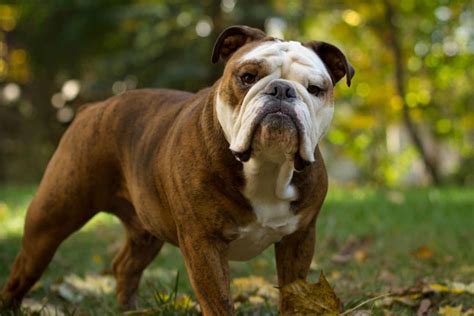 english bulldog puppies  sale  reputable dog breeders
