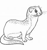 Weasel Weasels Ferret Mustela Mammals sketch template