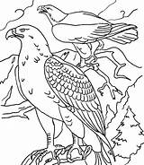 Eagle Coloring Pages Golden sketch template