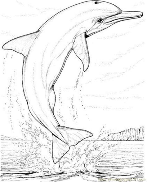 coloring pages dolphin jump coloring page animals dolphin