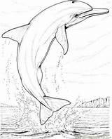 Coloring Pages Dolphin Printable Jumping Drawing Color Dolphins Jump Kids Sheets Animal Mammals Colouring Animals Adults Print Paintingvalley Para Colorear sketch template