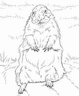 Groundhog Coloring Standing Categories Groundhogs Animals sketch template