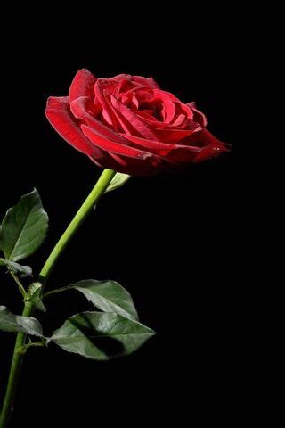 gambar bunga mawar merah nyottetek
