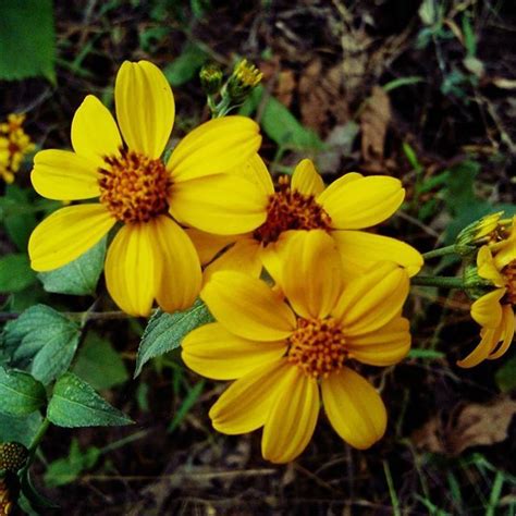 small yellow flowers yellowflowers flowers nature small yellow