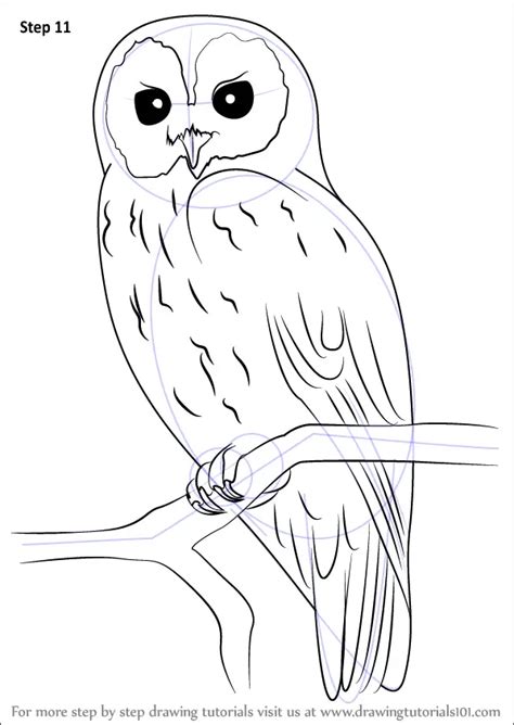 draw  tawny owl owls step  step