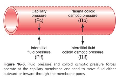 solved describe  difference  hydrostatic pressure  colloid  hero
