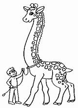 Giraffe Girafa Jirafa Mewarnai Colorat Jirafas Jerapah Niños Ninos Planse Coloringhome Desene sketch template