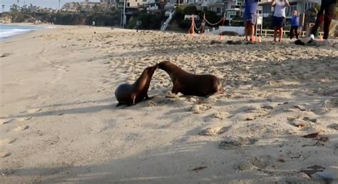 just a delightful video of two sea lions celebrating their release back into the wild digg