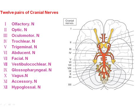 physiology of the cranial nerves