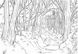 Forest Coloring Drawing Pages Detailed Adults Desert Deciduous Adult Drawings Sketch Choose Board Visit sketch template