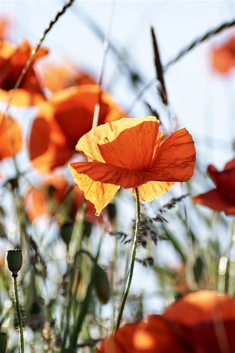 poppy sow  grow guide growing poppies pollinator garden poppies