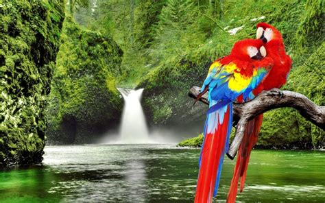 macaw love birds  waterfall  crypto pouch