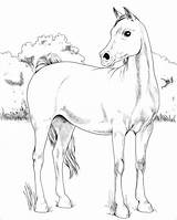 Arabian Cavallo Cavalli Arabo Paard Paarden Araber Cavalo Lineart Horses Stampare Kleurplaten Friesian sketch template