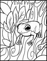 Coloring Frog Tree Pages Bullfrog Frogs Eyed Red Print Drawing Coloringpagesfortoddlers Kids Line Ages Getdrawings Getcolorings Male Adult American Printable sketch template