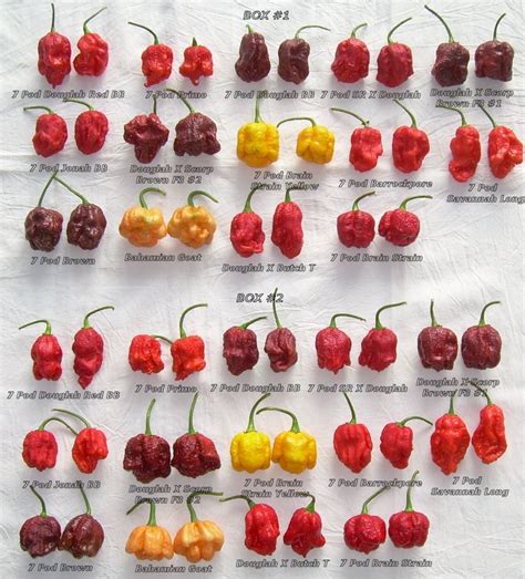 Posted Image Chillies Pinterest Pepper