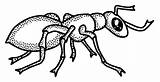 Ant Clipart Outline Collection Wikiclipart sketch template