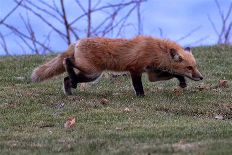Ann Brokelman Photography Red Fox Released Back In Wild December 8 2014