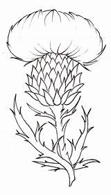 Thistle Flower Drawing Tattoo Metacharis Coloring Scottish Deviantart Pages Simple Scotland National Flowers Sketch Scotch Plant Thistles Template Blue Roses sketch template