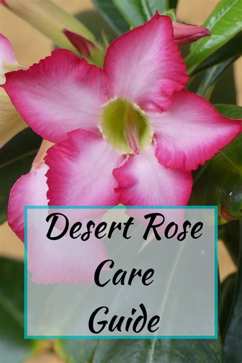 Desert Rose Care Guide Desert Rose Care Rose Care Rose Plant Care