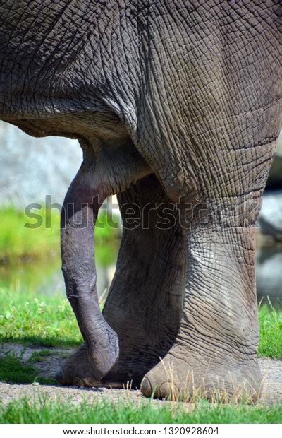 penis african elephants elephants genus loxodonta stock
