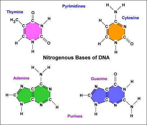 nitrogenous bases  dna