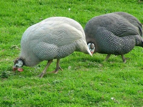 images  guinea fowl  pinterest mothers pearls  pearl love