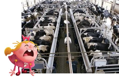 facts  factory farms king community