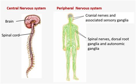 central nervous system diagram brain  spinal cord  lateral view   human brain