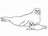 Seal Coloring Pages Results sketch template