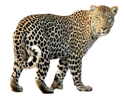 leopard walking png image
