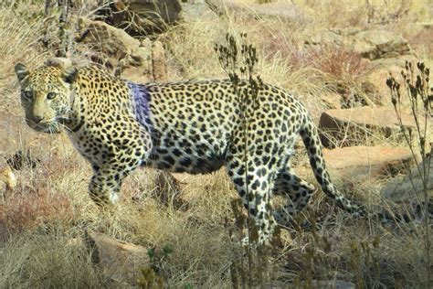 gallery africa wildlife tracking