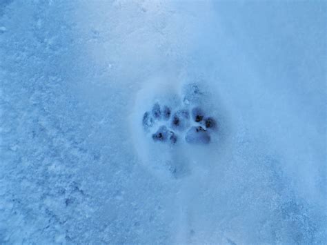 colorado hunters life bobcat tracks