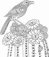 Coloring Pages Bird Hard Flowers Adult Difficult Cactus Printable Flower Wren State Birds Arizona Printables Gif Educational Colors Saguaro Adults sketch template