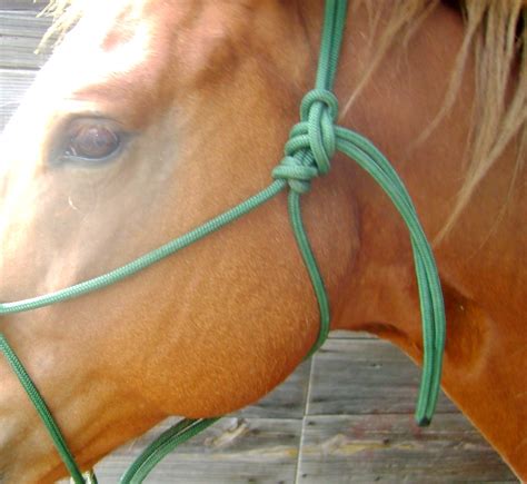 tie  rope halter horse articles horse training