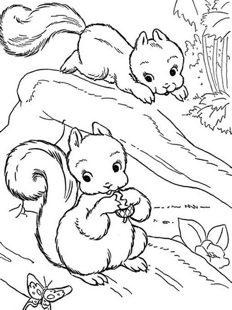 baby squirrel coloring page  print  coloring