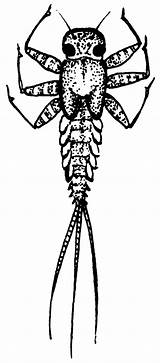 Larva Clipart Dragonfly Clipground sketch template