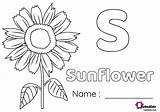 Coloring Sunflower sketch template