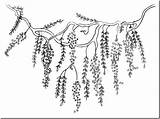 Wisteria Coloring Pattern Vintage Embroidery Maureen Acquisitions 56kb 421px Motifs Labels sketch template