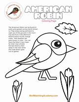 Robin American Colouring Birdwatchingacademy Robins Birds sketch template