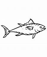Tuna Archerfish sketch template