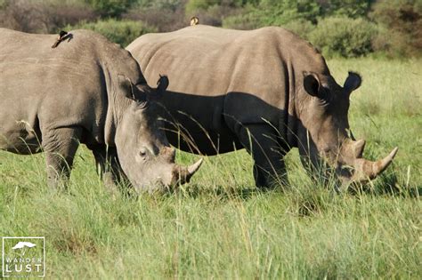 rhino trekking im khama rhino sanctuary botswana wanderlust africa