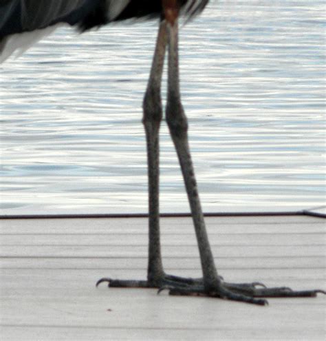 bird legs photograph by christy usilton