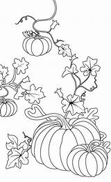 Vine Pumpkin Coloring Pages Getcolorings sketch template
