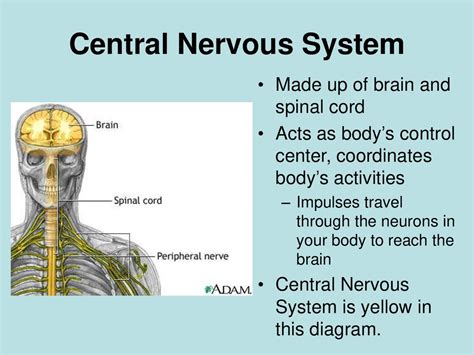 nervous system prezentatsiya onlayn