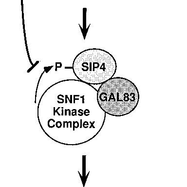 model  regulation  sip activity   snf protein kinase  scientific diagram